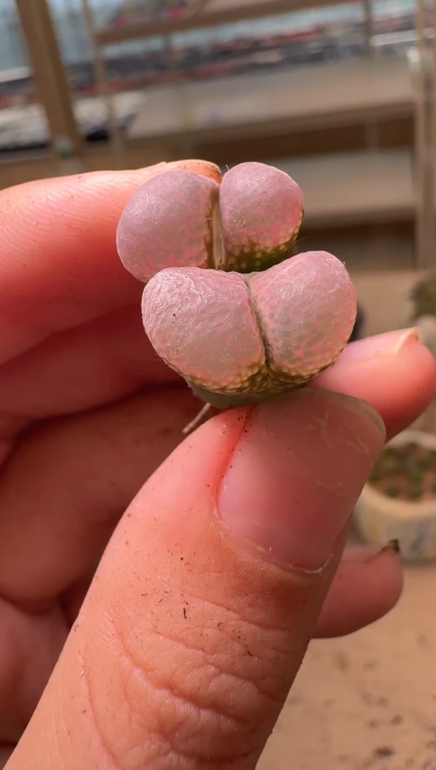 美丽的肉石头16-96钻石风铃