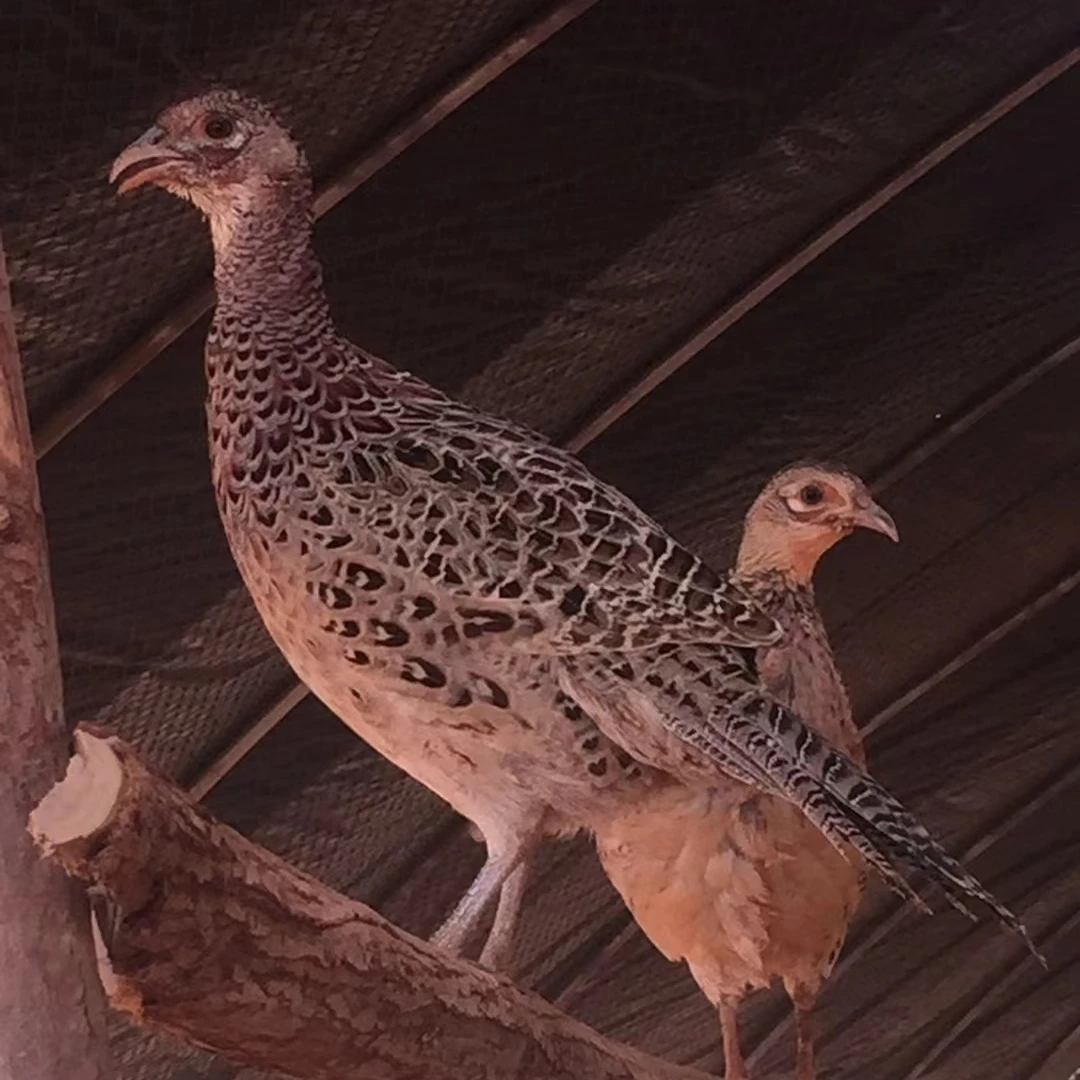 小徐精品鸡七彩山鸡整鸡以直播间为准