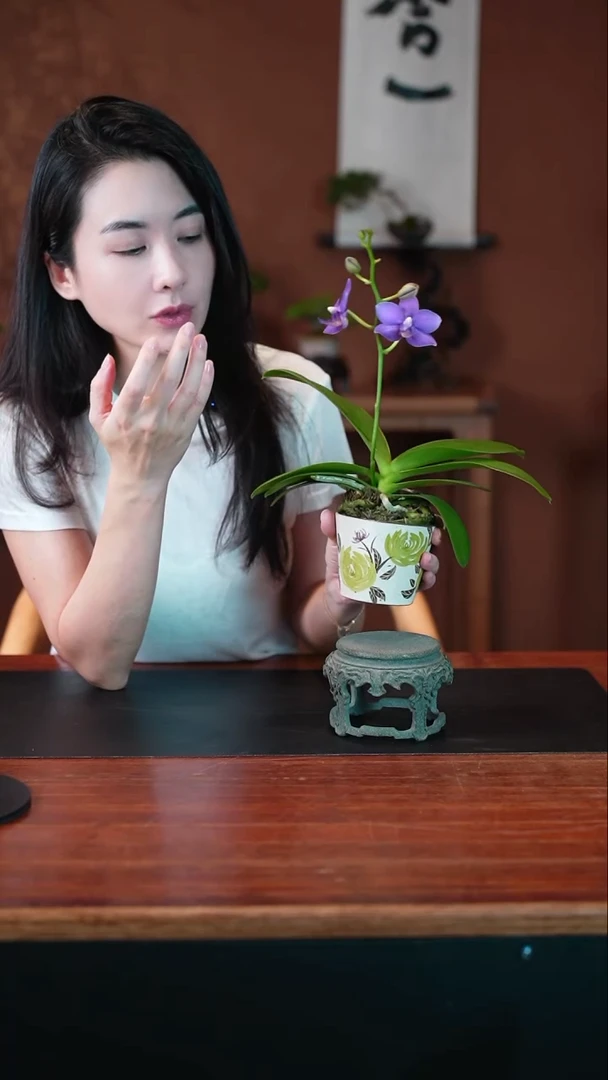 无花朵紫玉铃铛盆景盆景盆景