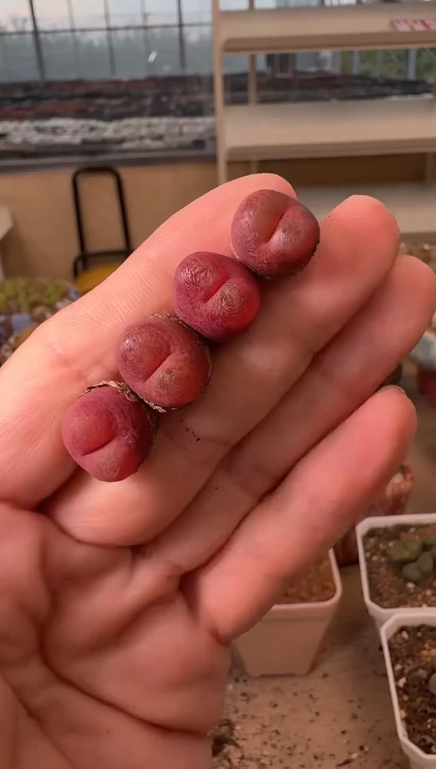 12-139多肉植物肉锥吕氏一颗