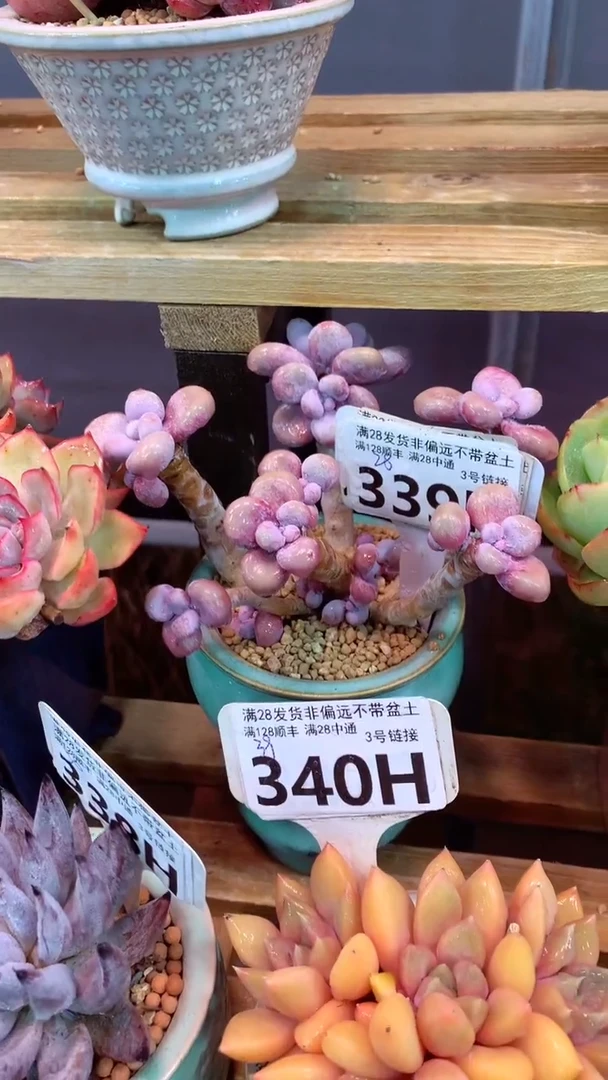 2339H（一物一拍，精品多肉.二十八包邮非偏远）