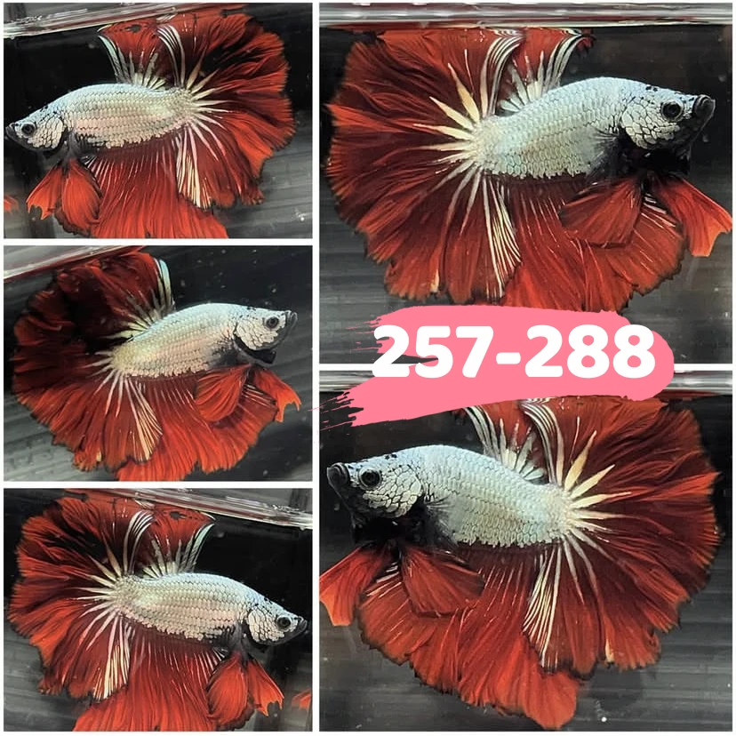 【257-288】 直播挑选泰国斗鱼网红婚纱半月斗鱼宠物热带观赏鱼包邮