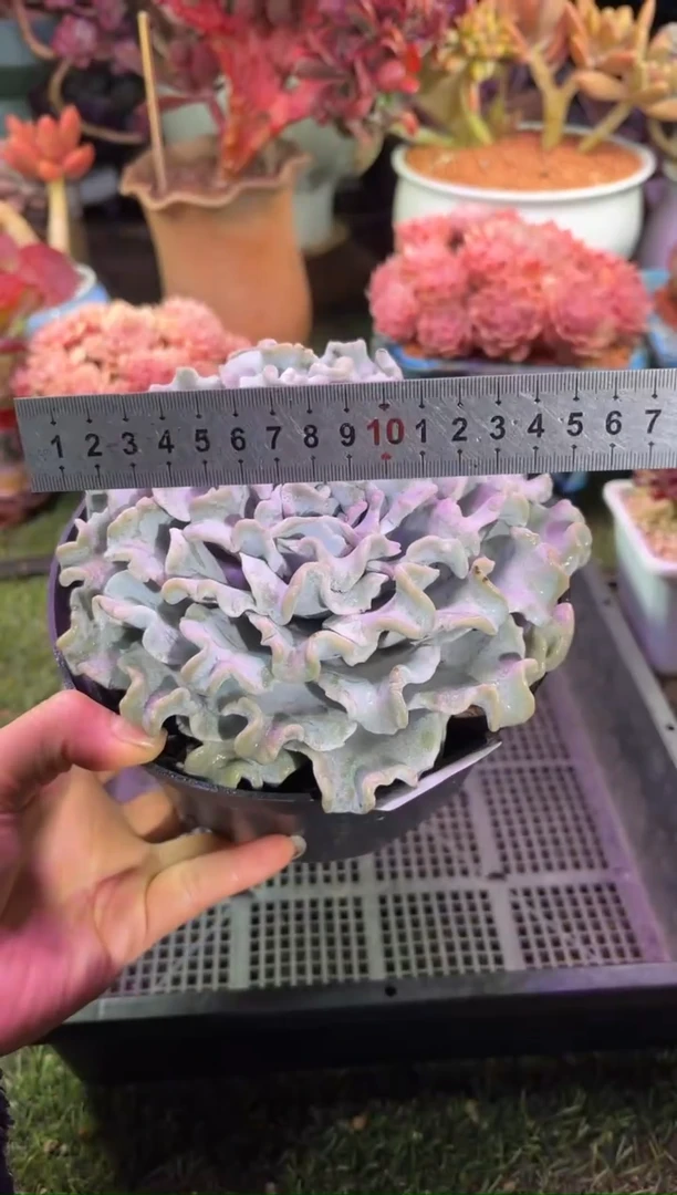 【闪购商品】07557