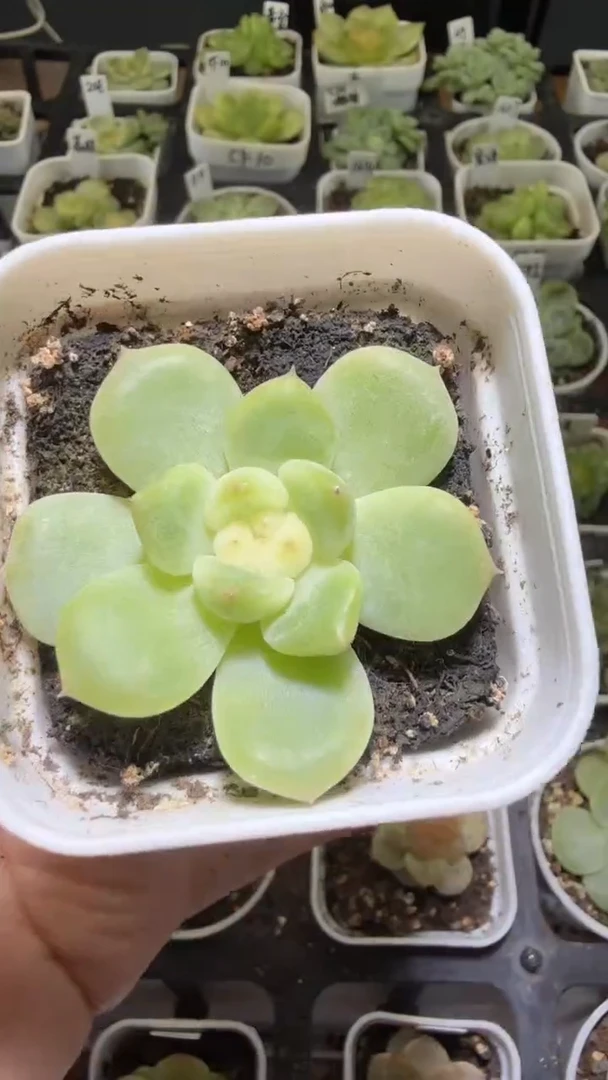 1438 T2多肉植物