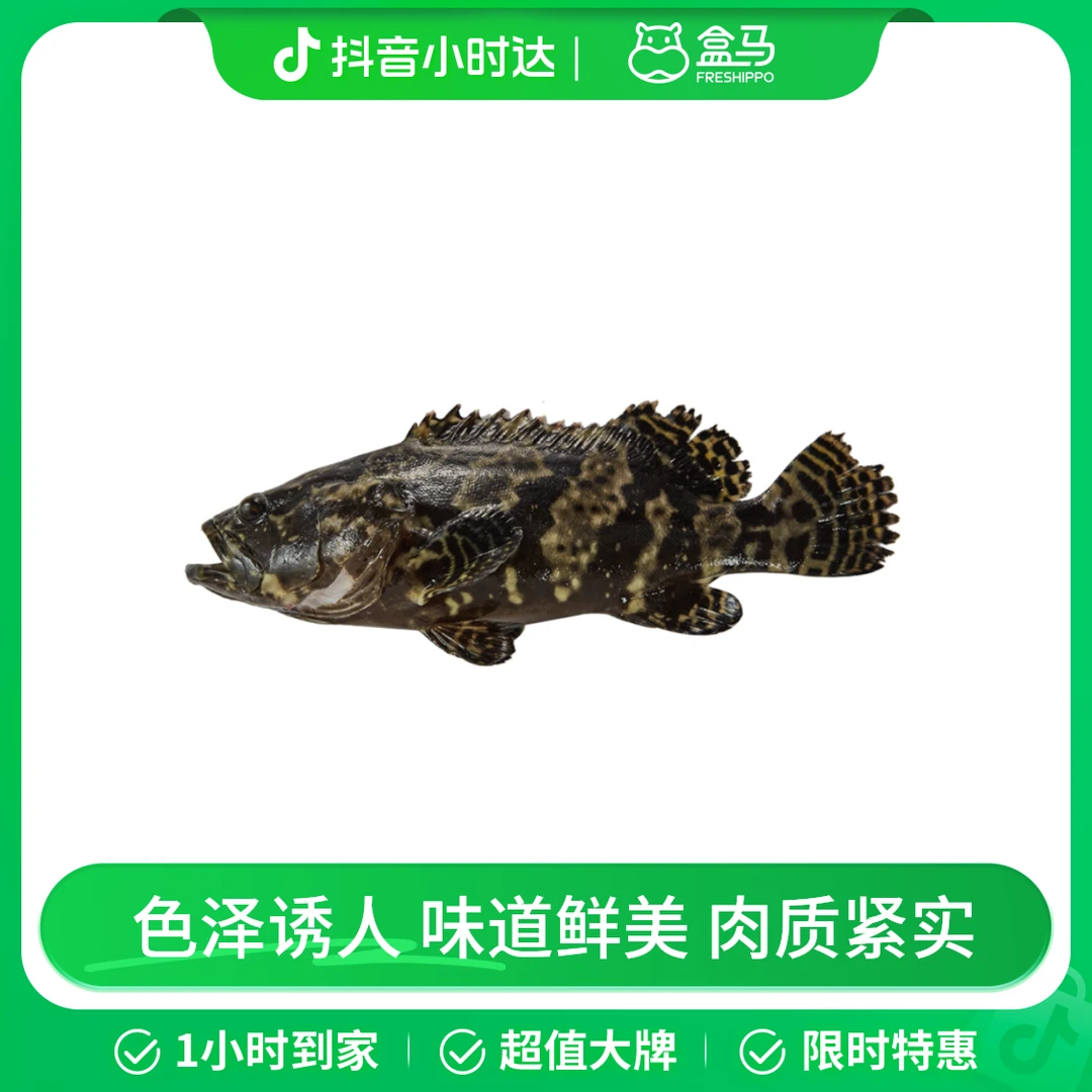 鲜活 老虎斑650-750g/条