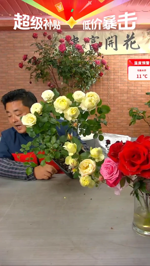 当前无花朵，栽培后可花朵奶油龙沙