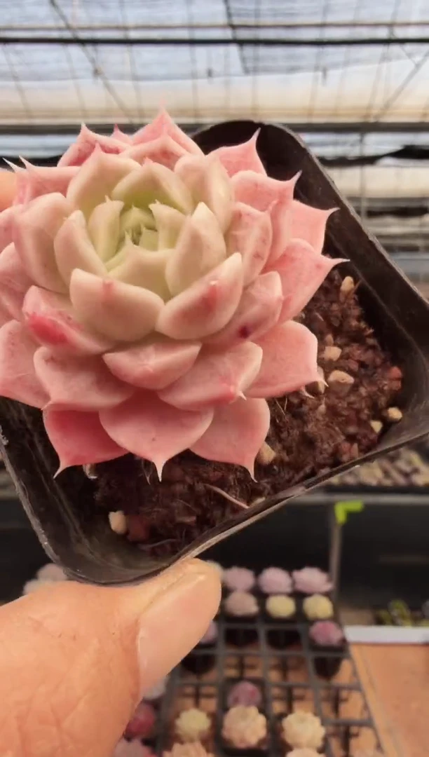 东云多肉园新款-304