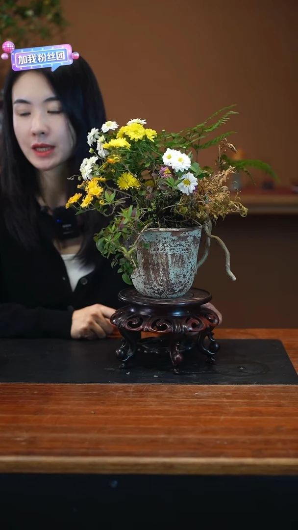 全部花朵山野草盆景盆景盆景