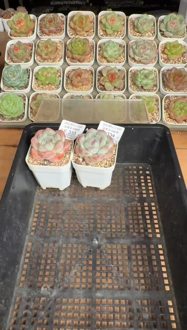 楚*332带盆土发(6.5cm杯）一物一拍 珍妮多肉