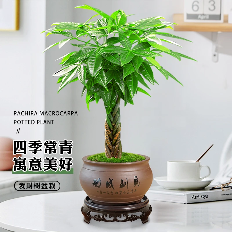 发财树正宗老桩桌面招财盆栽室内办公好养客厅四季常青好养盆景