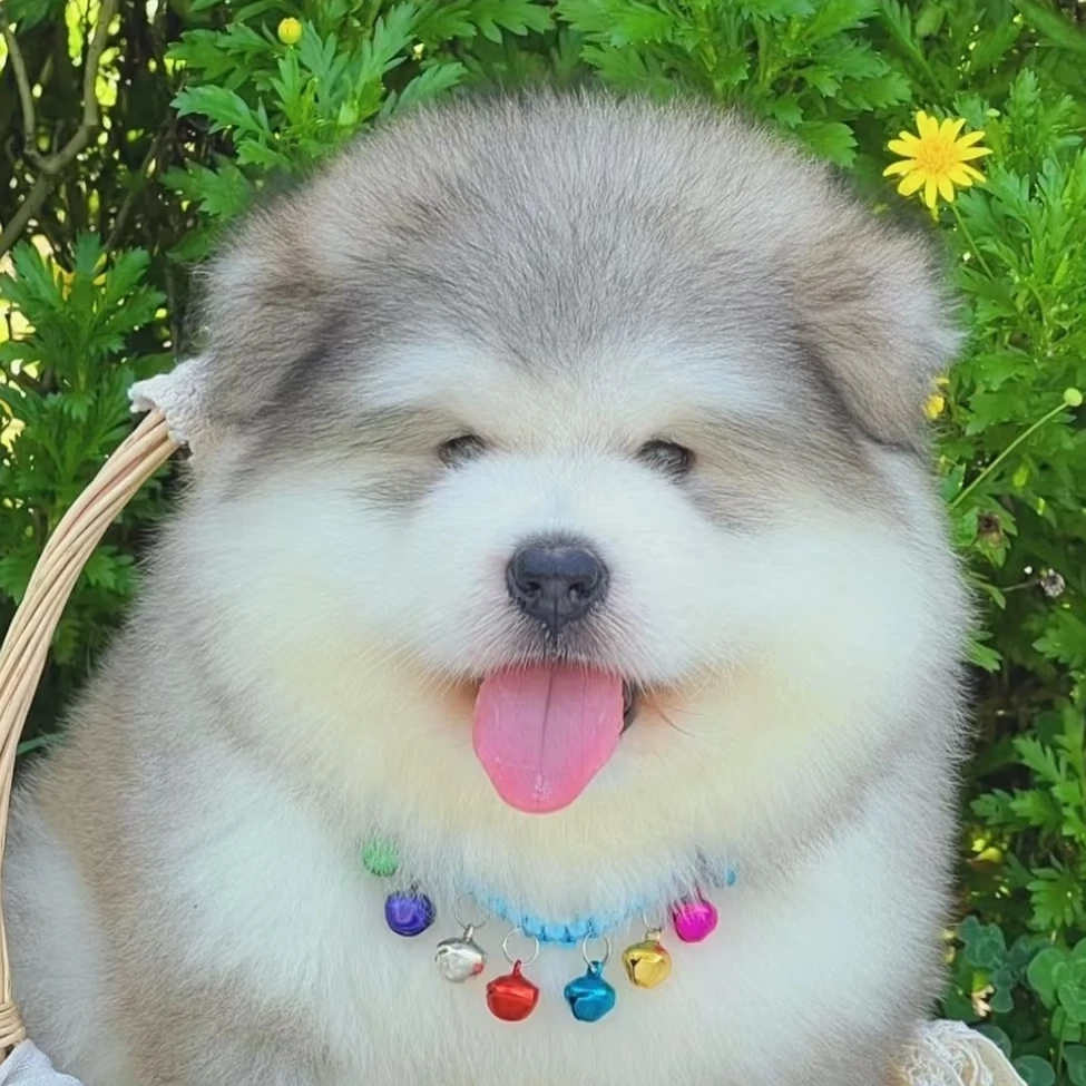 [一淼家]精品阿拉斯加宠物幼犬