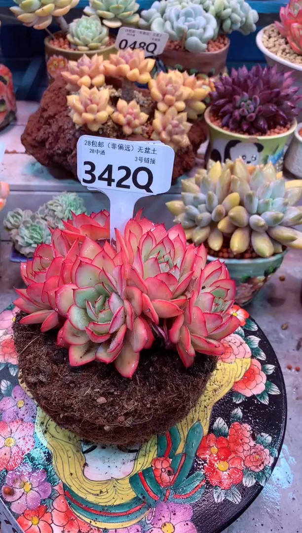 ❤****️342Q（一物一拍，精品多肉，所见即所得 ）