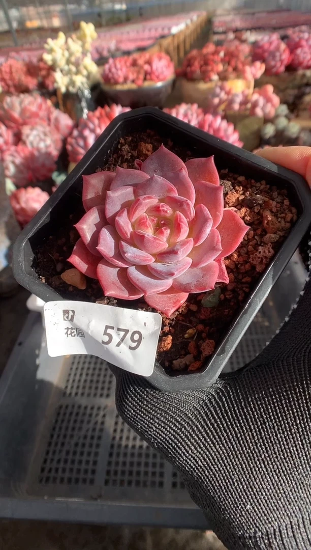 579琥珀一物一拍