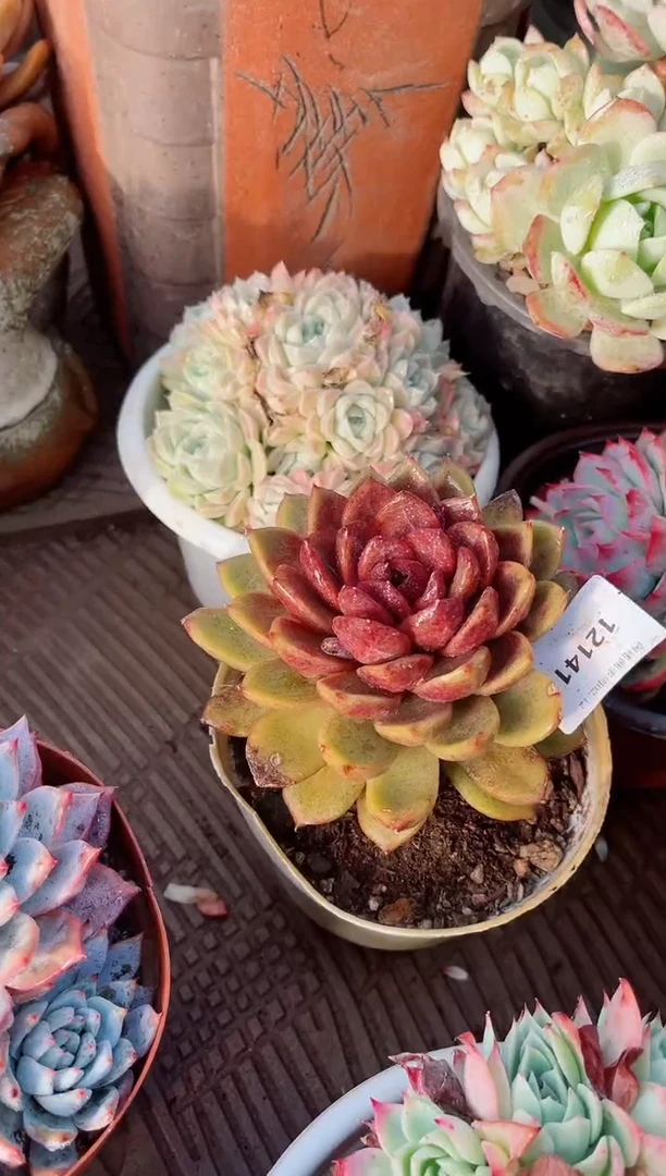 【闪购商品】12141