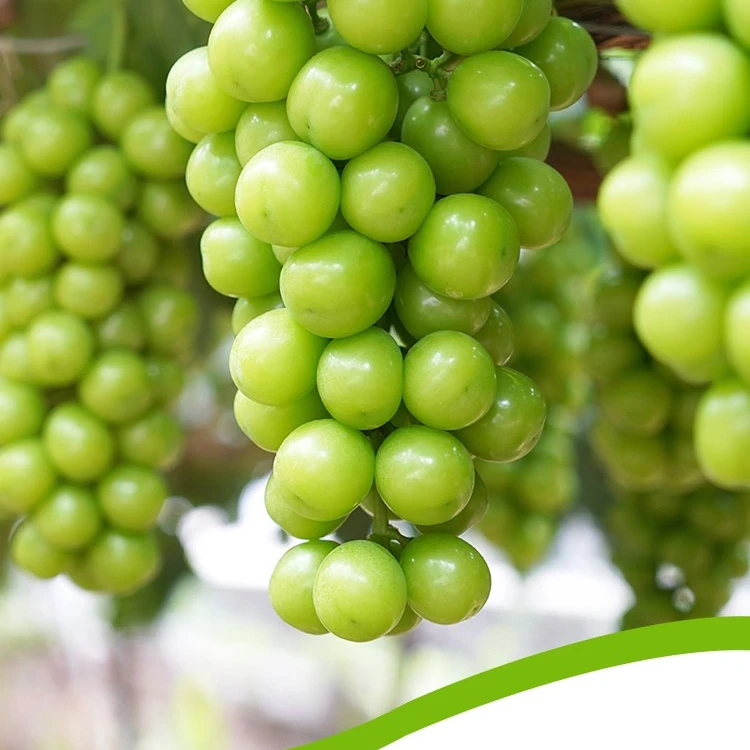 湖南澧县阳光玫瑰青提净重3/4.5斤装 单果8g+