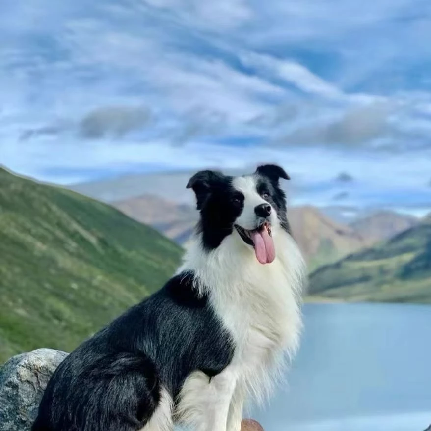 牧师犬舍边境牧羊犬萌宠活体