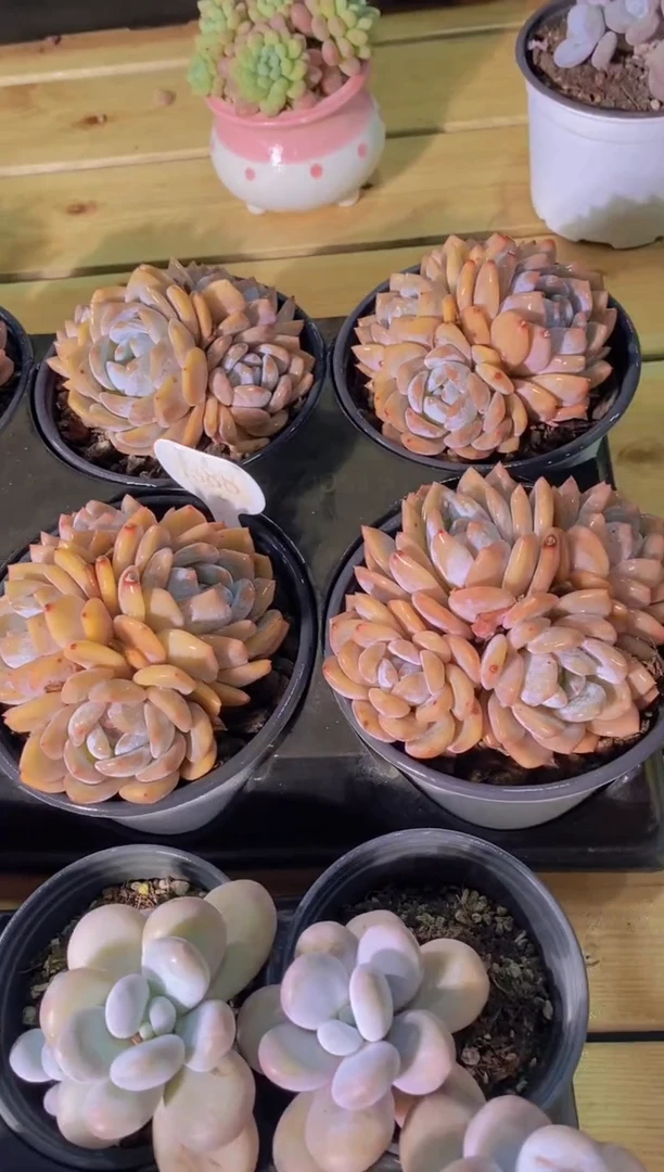 A388-橙梦露4头大群生脱土发（量拍）