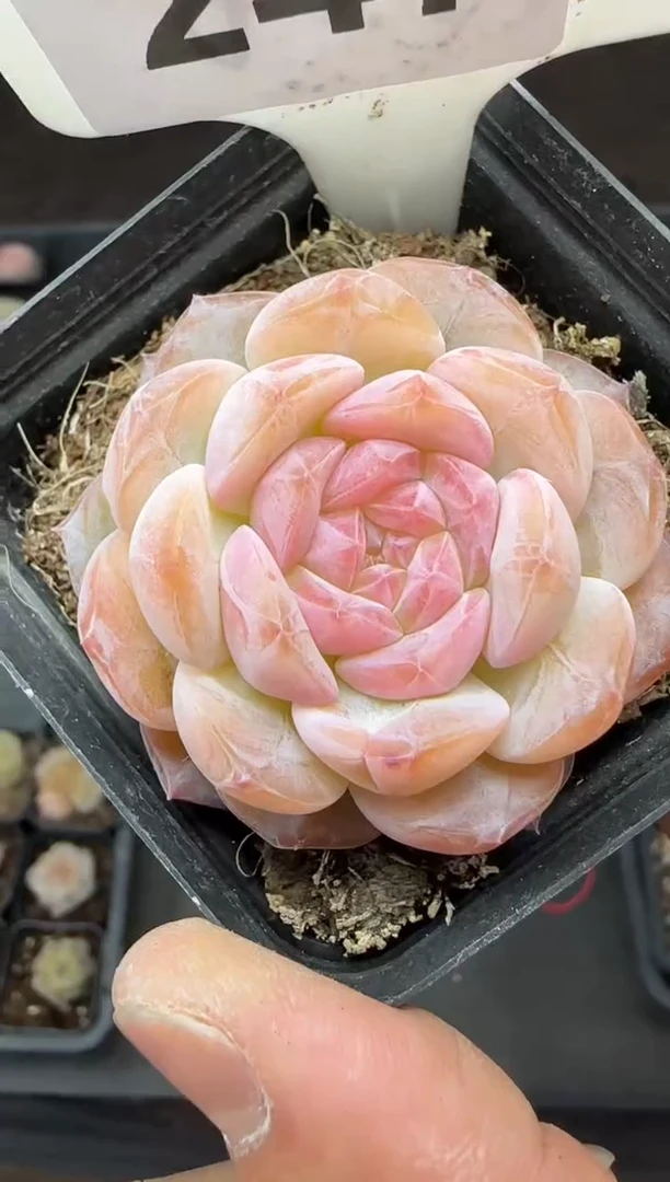 【闪购商品】一物一拍0221—247