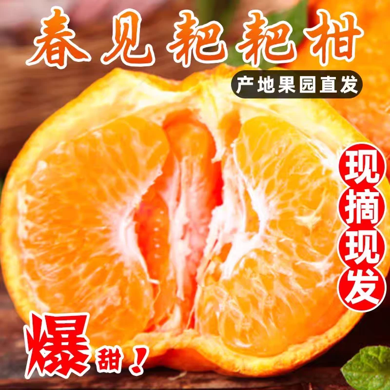 C头茬耙耙柑核心产区新鲜采摘春见耙耙柑爆甜多汁