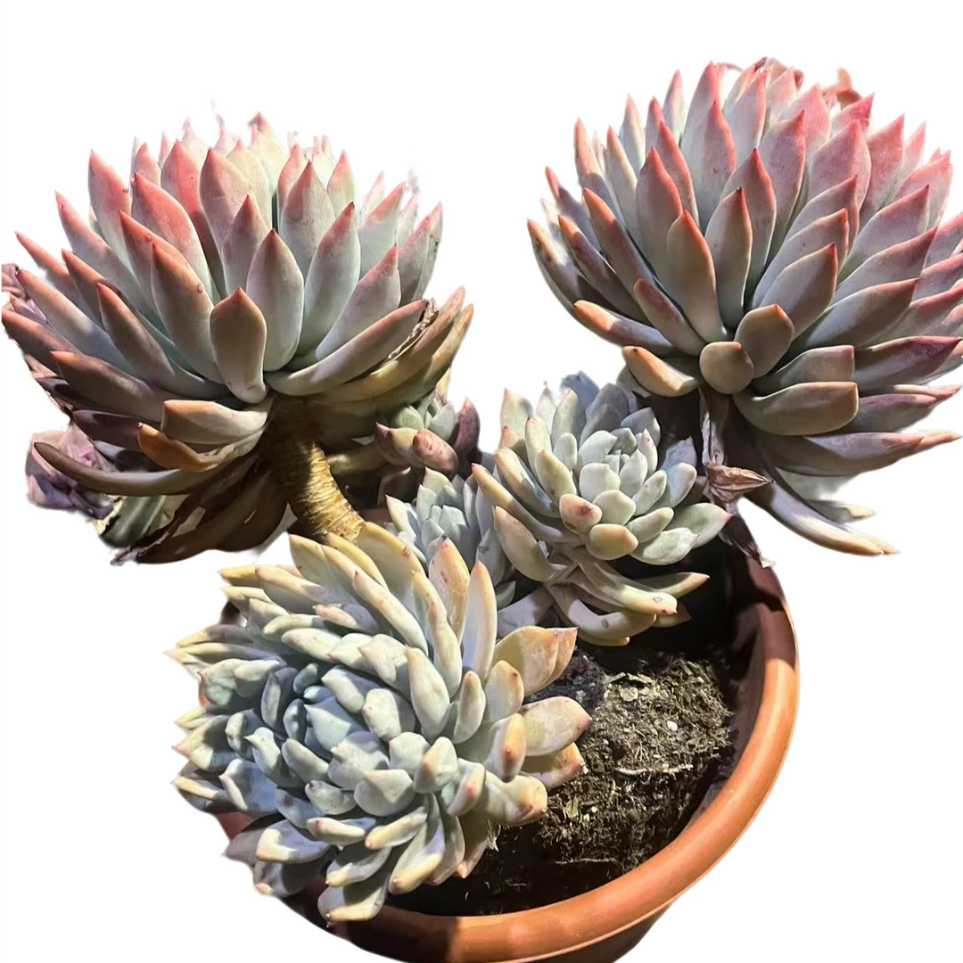 精品多肉    胖美人