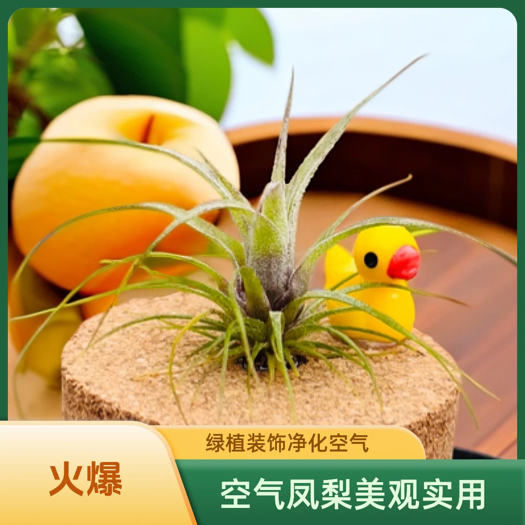 小卷毛电卷mini4-5cm空气凤梨绿植无土栽培净化空气室内装饰植物
