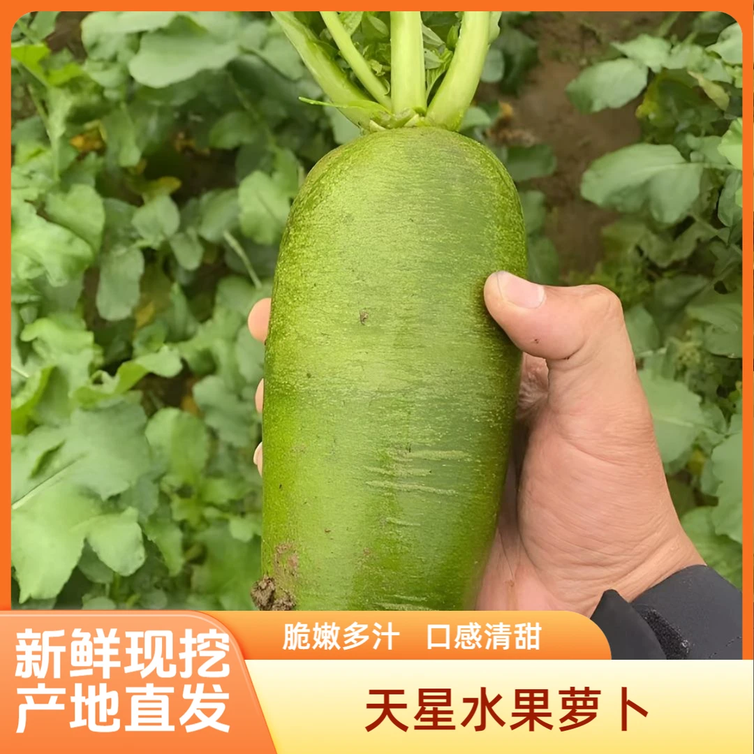 正宗天星水果萝卜生吃新鲜潍县青萝卜寿光产地现拔现发