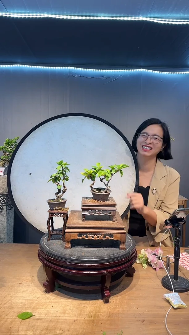 完全开放?**爸三角梅同安红