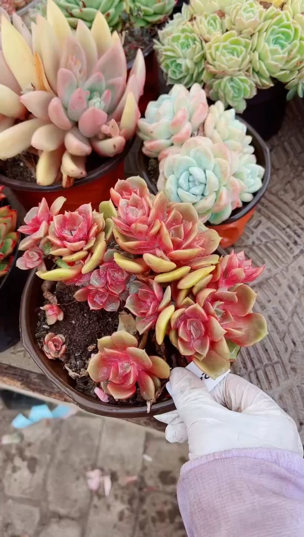 12419多肉植物一物一拍