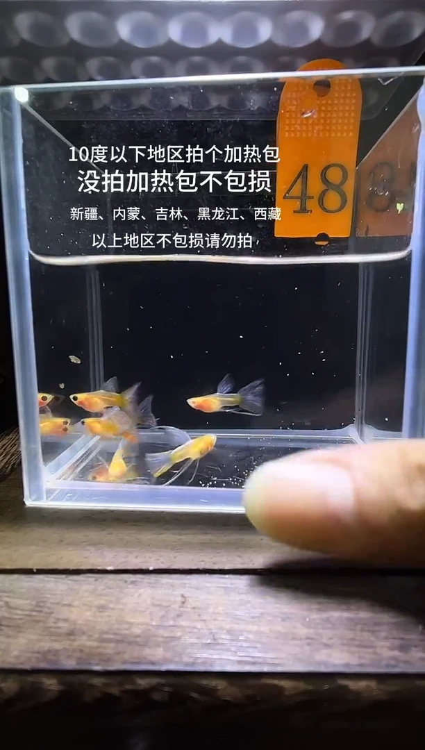 孔雀鱼蓝水晶玻璃猫长公48