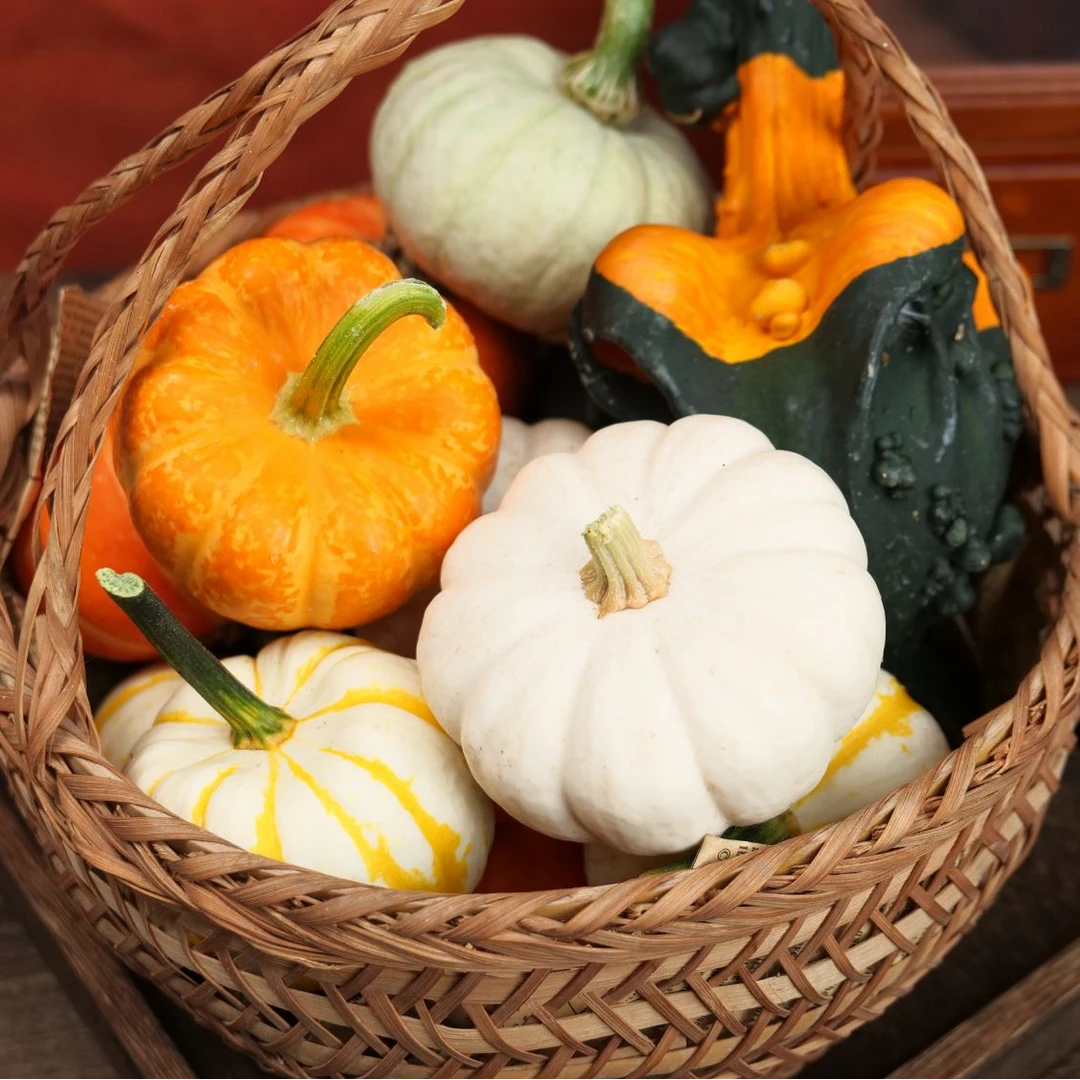 观赏南瓜新鲜小南瓜异形观赏随机发货摆件装饰道具