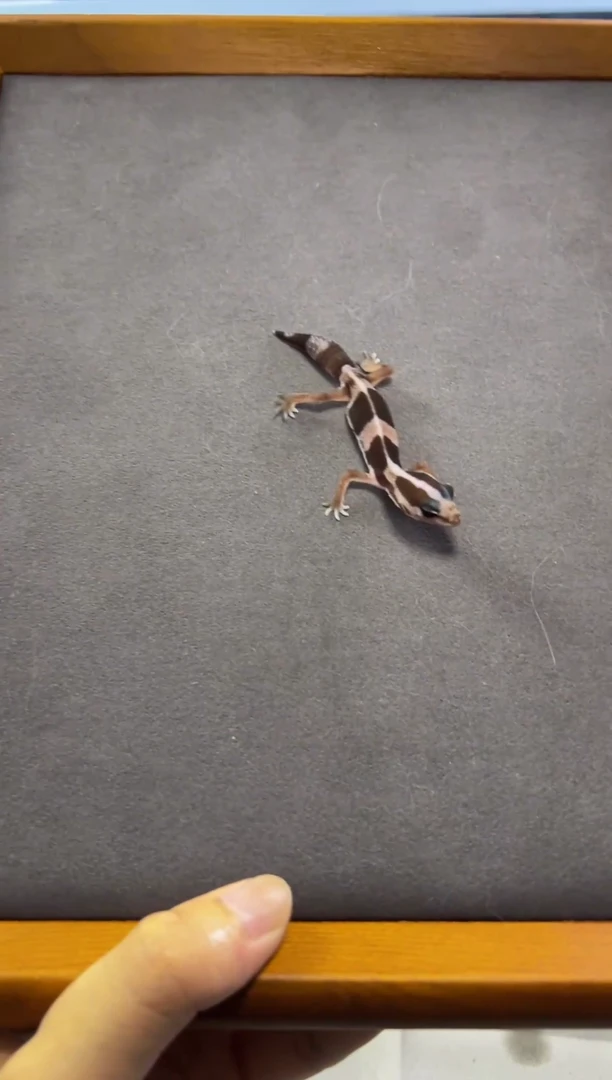 肥尾守宫【满120包邮 低于5度不发 十度以下含加热包】