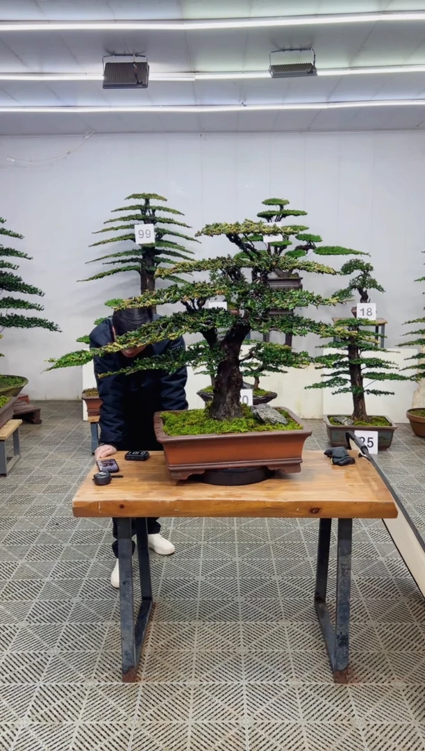 无花朵造型盆景一物一拍