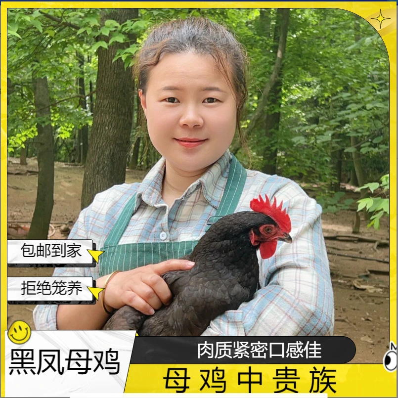 【拍二发三】黑凤母鸡 新鲜农家散养 走地鸡毛重 16-17斤净重9-10斤
