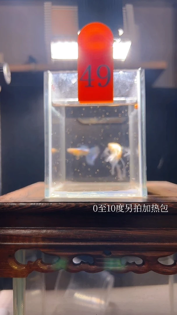 孔雀鱼蓝白绣球粗c编号49