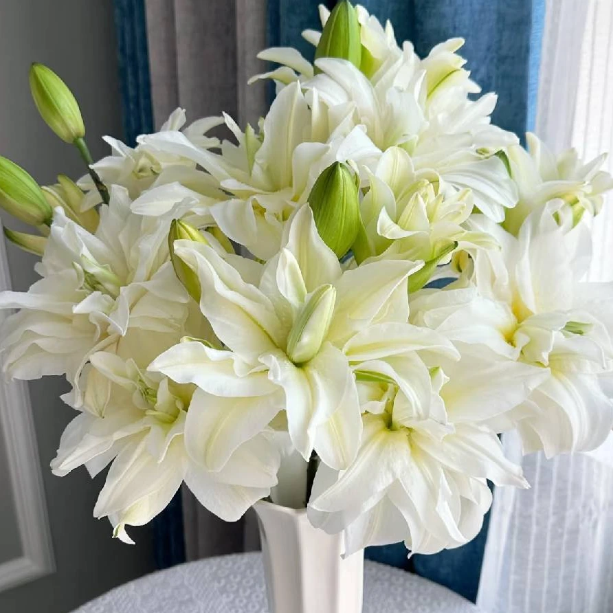 【盼盼鲜花】泽塔重瓣百合 高货 一单陆运/两单升级冷链 云南鲜花