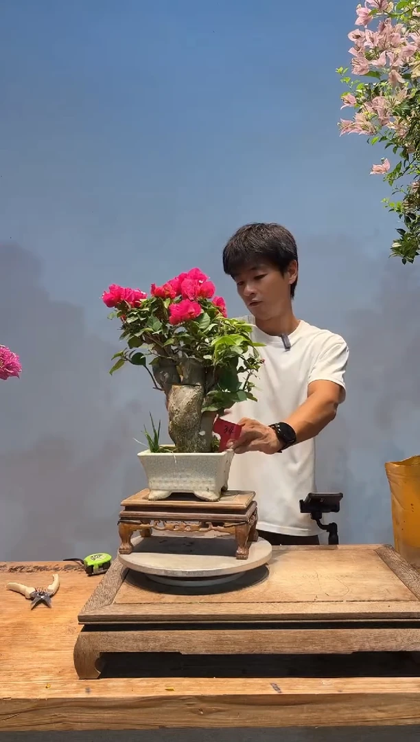 无花朵T*三角梅专场一物一拍34