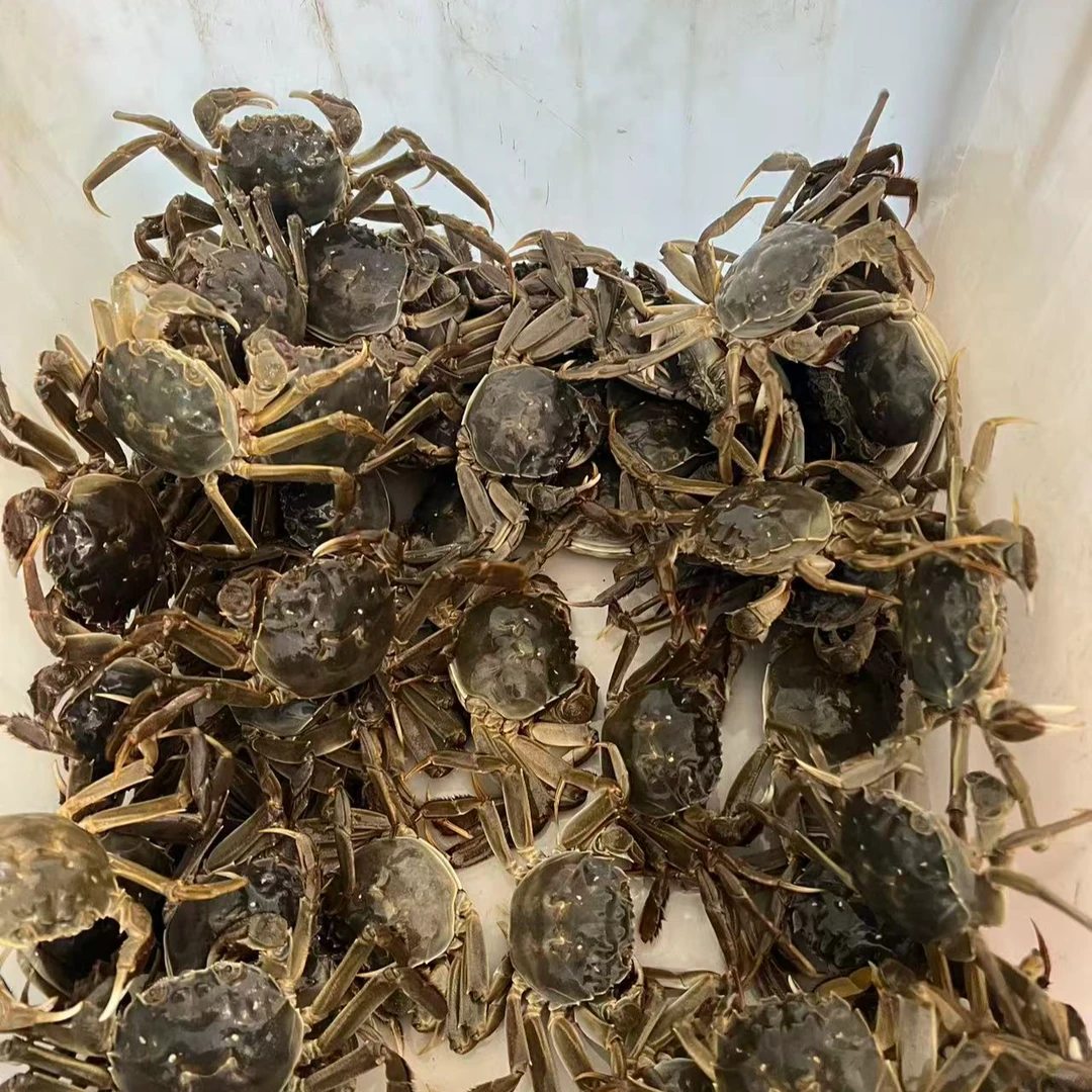 【活蟹】盘锦河蟹1.3-1.5两母蟹2斤装 精心手挑 顺丰发货