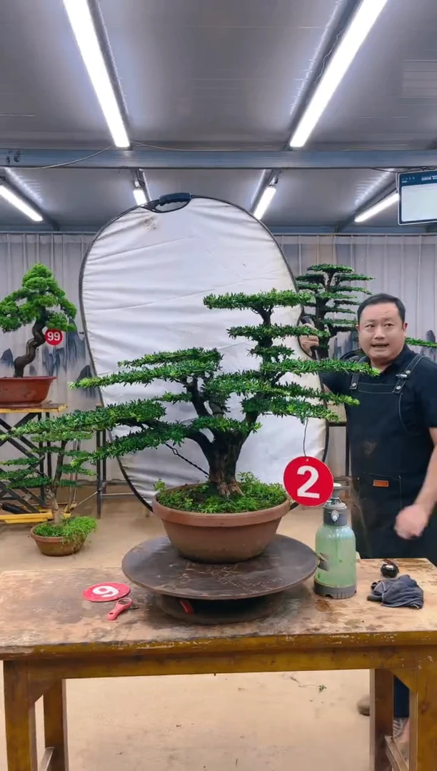 无花朵精品盆景  一物一拍