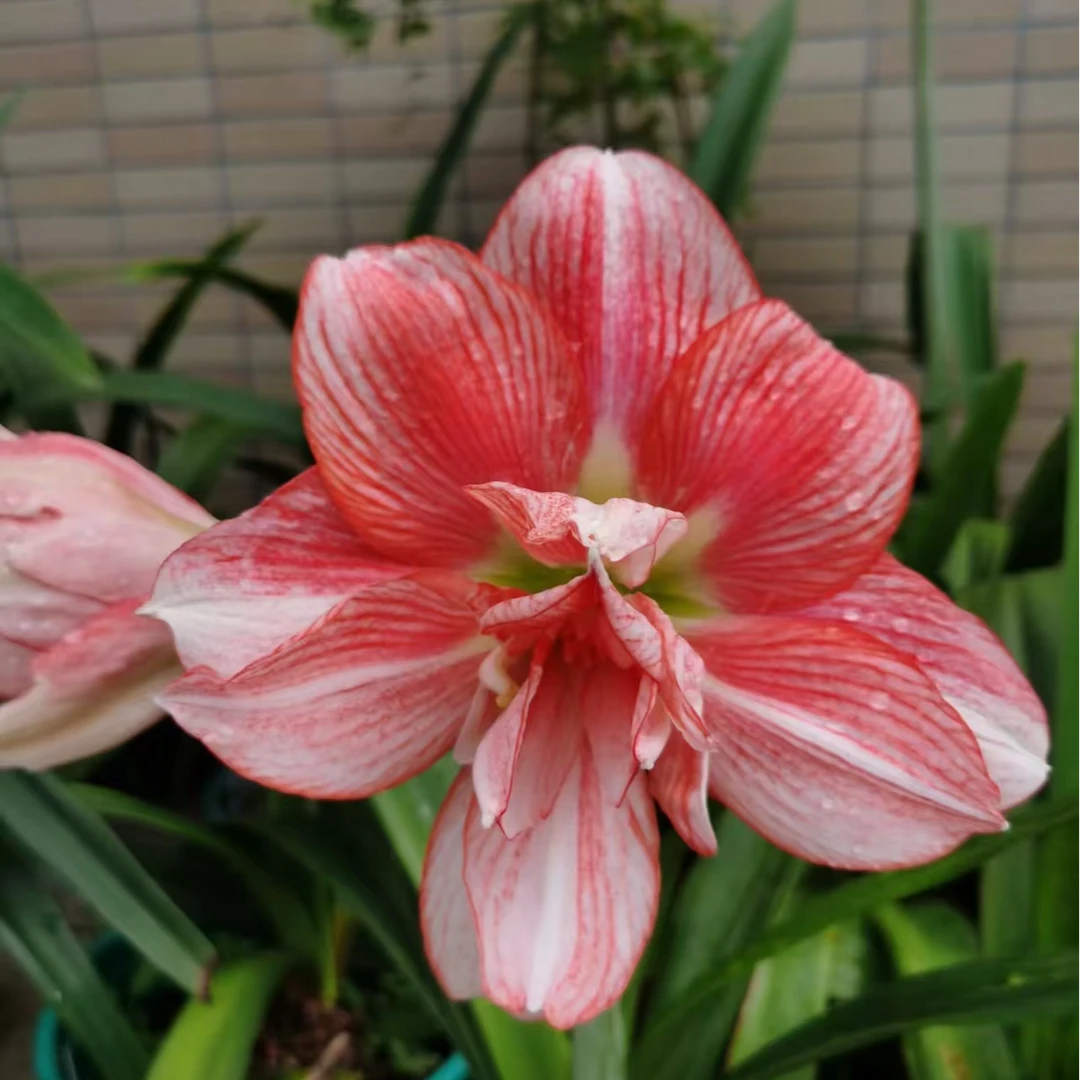 浪漫女孩朱顶红自然球基地直发