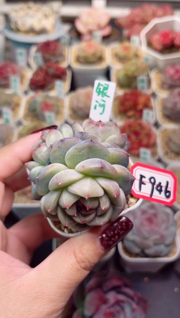 【闪购商品】F946银河群一物一拍