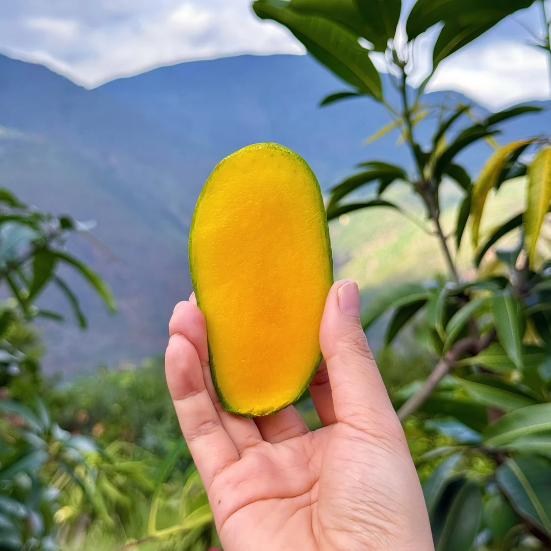 云南怒江大峡谷特优级小青芒
