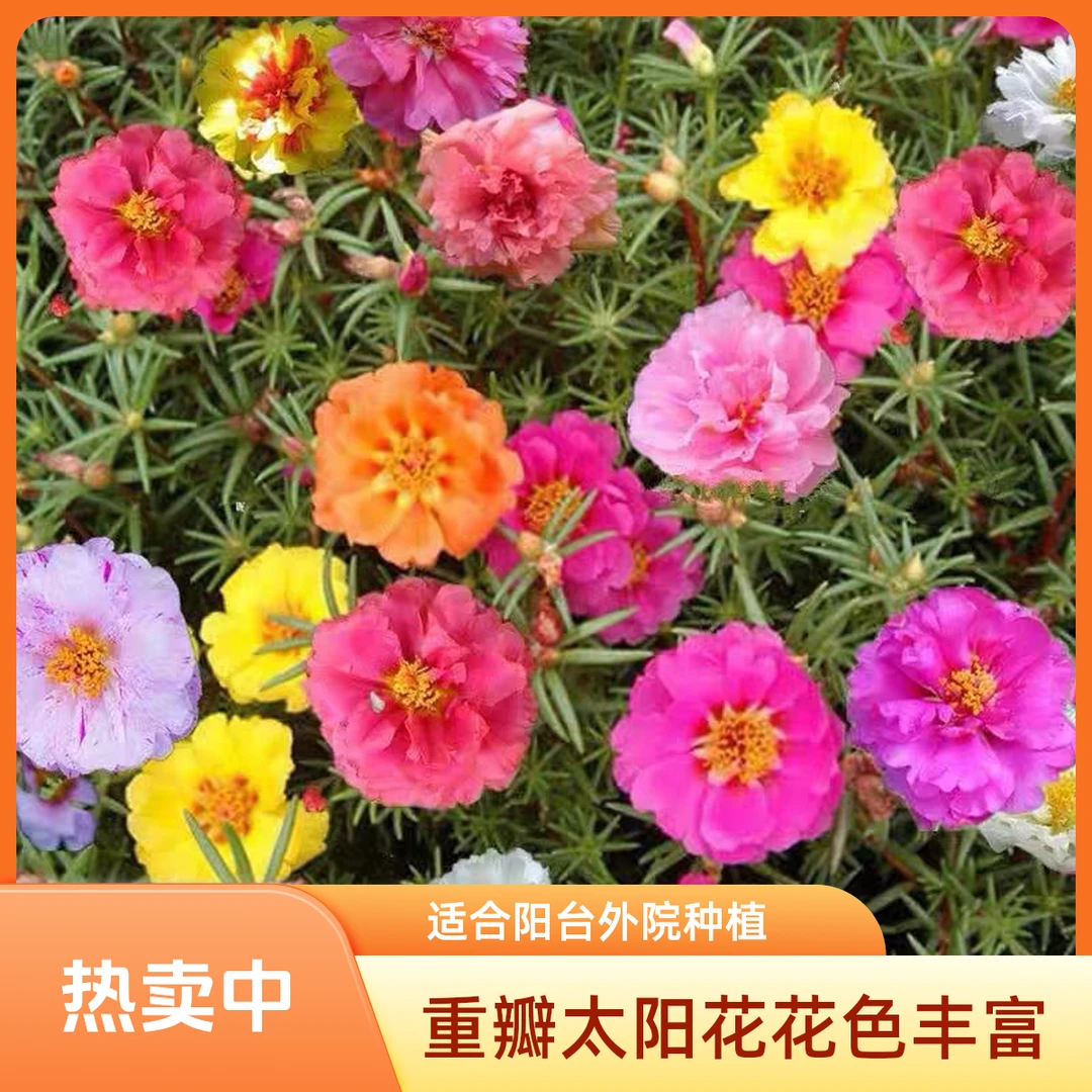 重六年老桩重瓣花苗四季开花混色大花好养活绿植植物重瓣太阳花