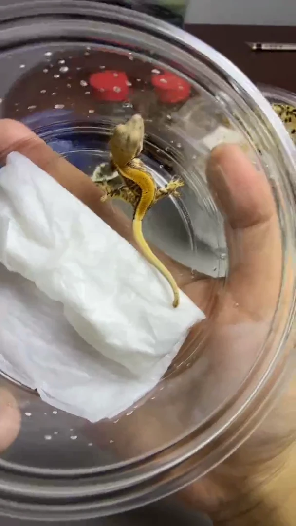 睫角守宫捷角守宫莉莉白