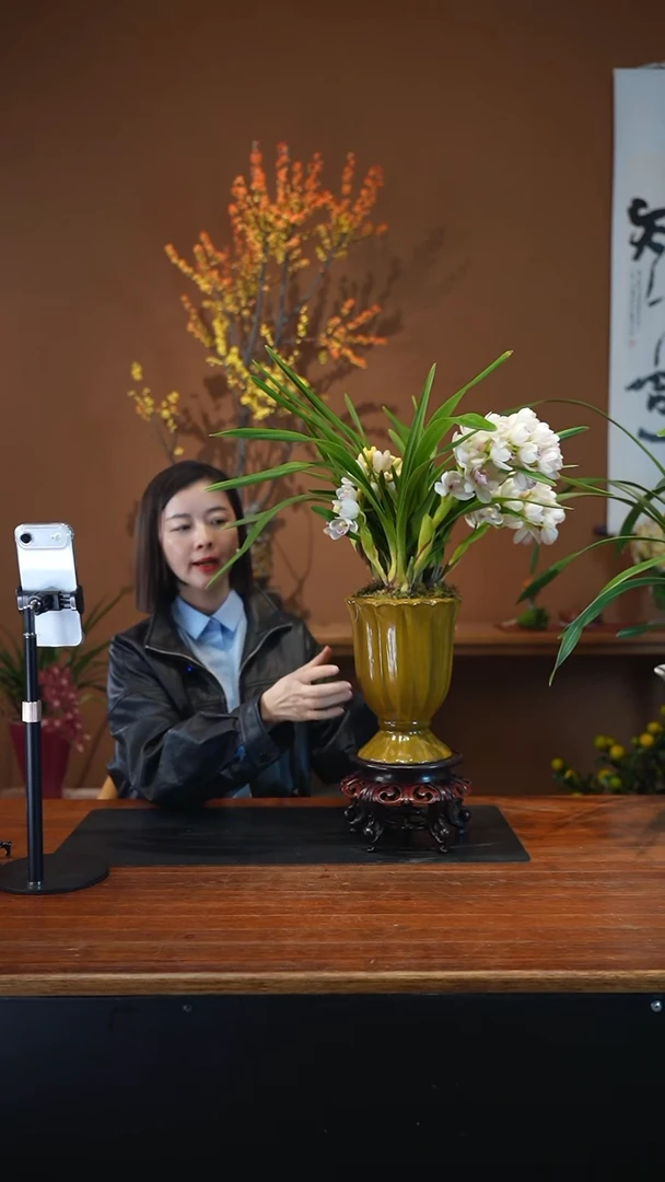 全部花朵小仙女盆景盆景盆景