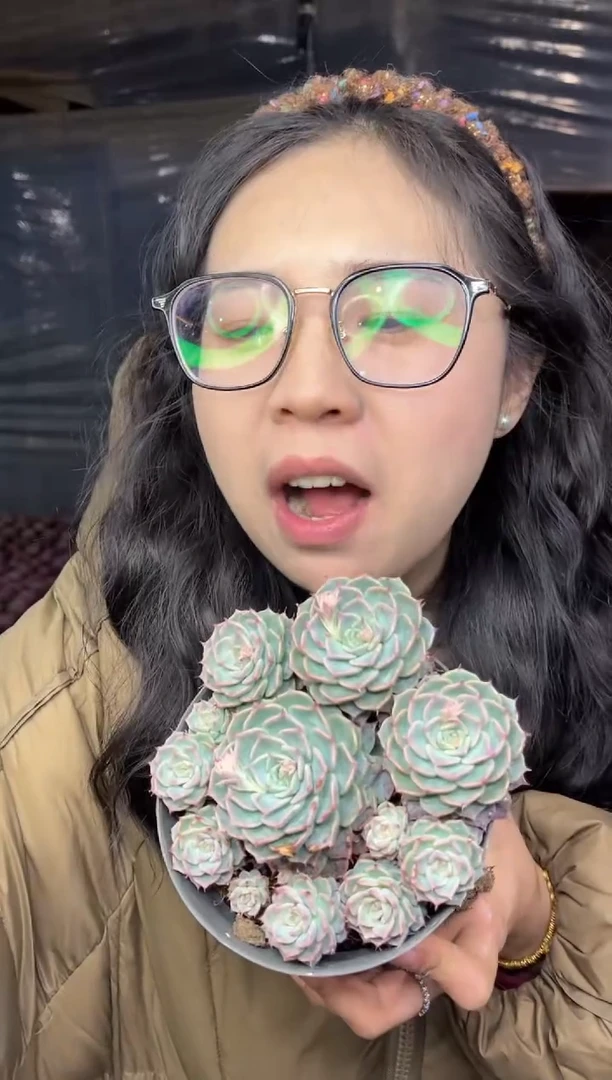 【闪购商品】61-海滨格瑞带盆土6.8