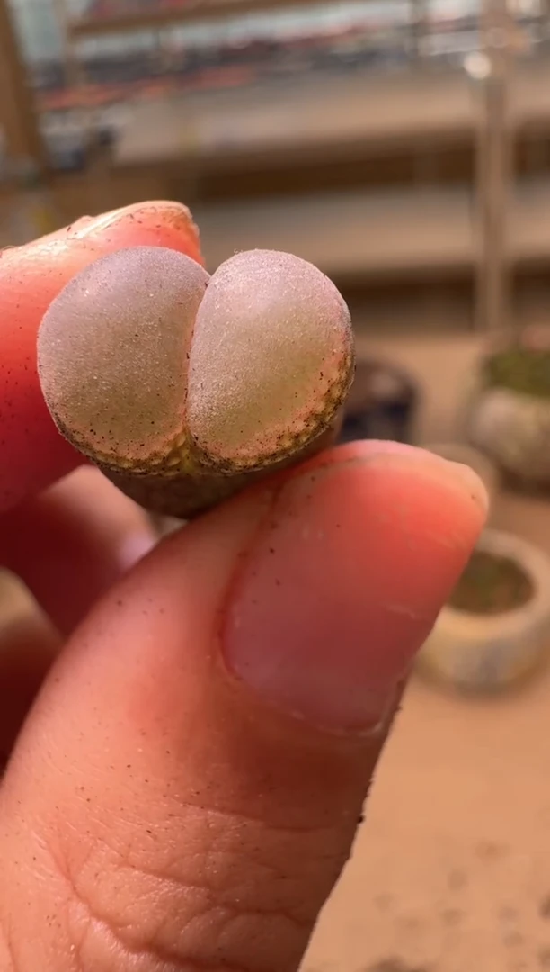 美丽的肉石头16-46