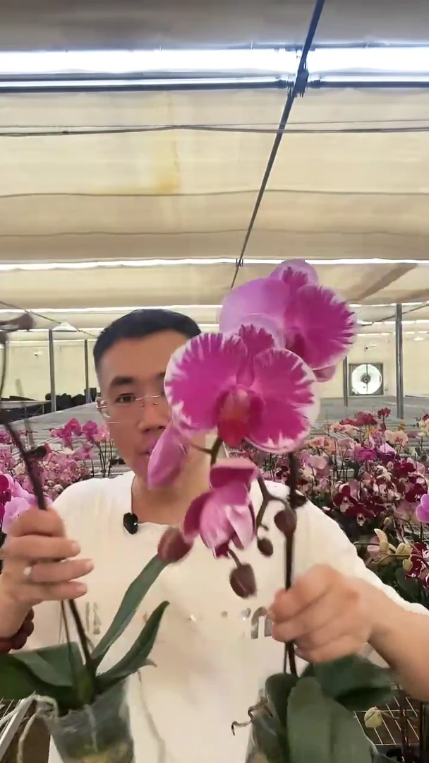 完全开放宾友之光2棵