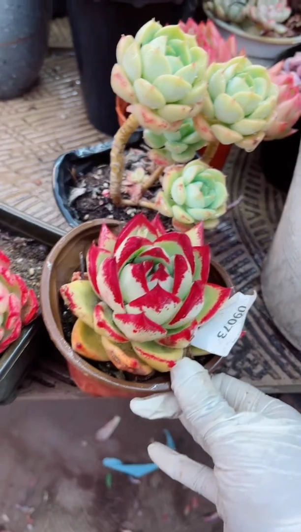 【闪购商品】09073