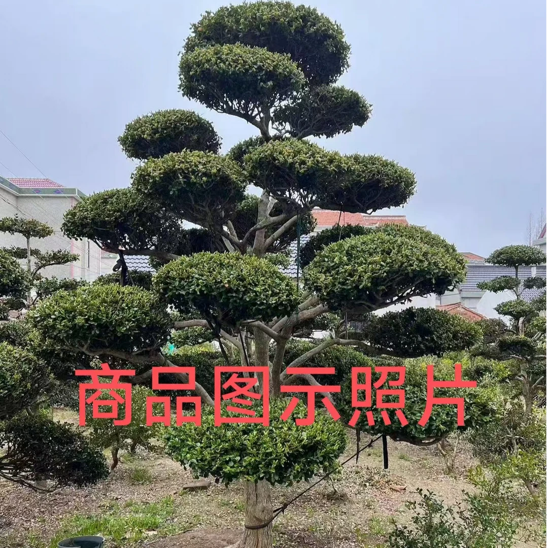 小叶瓜子黄杨黄杨盆景黄杨树造型动态树高市早苗涉台最新表态