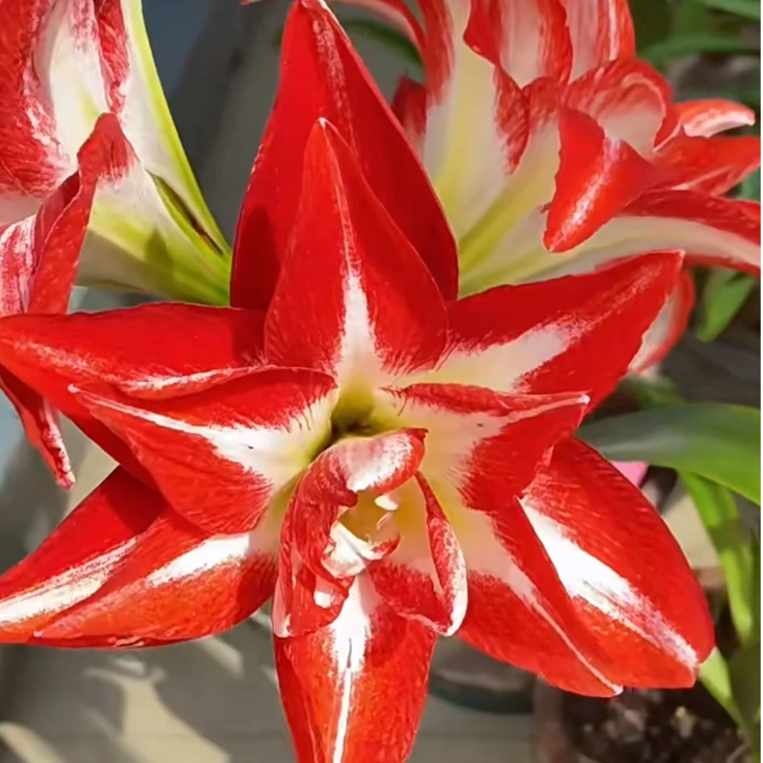 美人鱼 双重漩涡荷兰进口朱顶红种球观赏美观庭院阳台